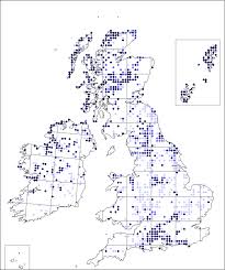 Coeloglossum viride | Online Atlas of the British and Irish Flora