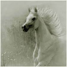 Resultado de imagem para menina montada em cavalo branco