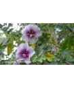 Evergreen Shrub - Lavatera maritima/bicolor | Urban Tree Farm ...