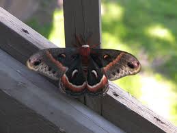 Image result for moth images