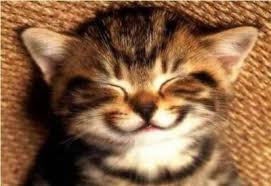 Image result for smiling cat with eyes closed
