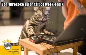 Résultat de recherche d'images pour 'lol cat en francais'