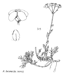 Sp. Achillea lucana - florae.it
