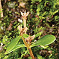 Sedum lipingense (Crassulaceae) identifying a new stonecrop ...