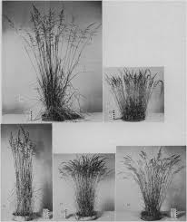 Cytogenetic Studies of Poa. I. Chromosome Numbers and ...