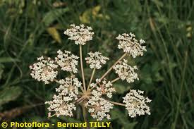 Laserpitium prutenicum L. (World flora) - Pl@ntNet identify