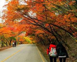 Tour du lịch Hàn Quốc mùa thu, kinh nghiệm du lịch hàn quốc , điểm du lịch hàn quốc mùa thu , Du Lịch Xanh