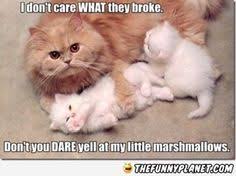 kitty memes on Pinterest | Kittens, Meme and Cats via Relatably.com