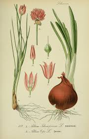Allium — Wikipédia