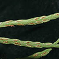 Asplenium merapohense (Aspleniaceae), a new species from the ...