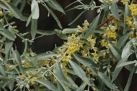 Elaeagnus angustifolia - Wikipedia