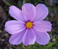 Image result for pink flower