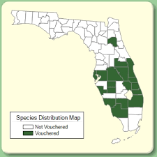 Hemarthria altissima - Species Page - ISB: Atlas of Florida Plants