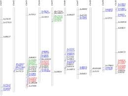 Comparative Analysis of Homologous Sequences of ... - Frontiers