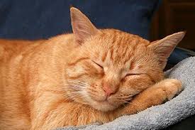 Image result for marmalade tabby