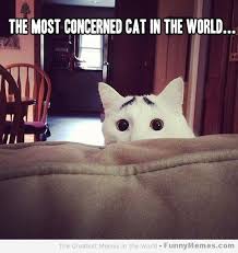 FunnyMemes.com • Cat memes - [The most concerned cat in the world] via Relatably.com
