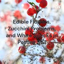 Edible Flowers, Zucchini Problems, and White Specks in Potting Soil