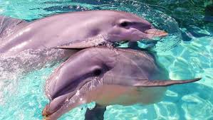 Resultado de imagen para delfin rosado