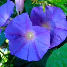 Blue Dawn Flower, Morning Glory Vine (Ipomoea acuminata) | My ...