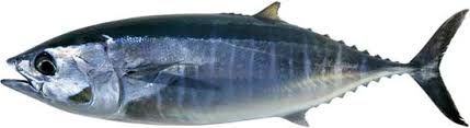 Image result for tuna