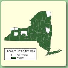 Anthoxanthum odoratum - Species Page - NYFA: New York Flora Atlas