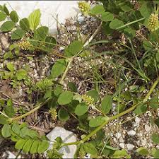 Astragalus glycyphyllos (licorice milk-vetch): Go Botany