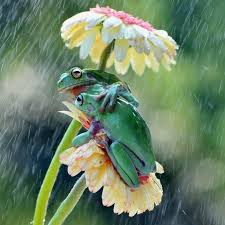 Image result for raining frogs, toads, snakes in grass