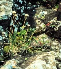 Allium schoenoprasum (Chives) - Michigan Natural Features Inventory