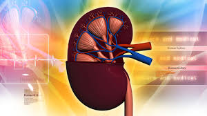 Image result for kidney dialysis