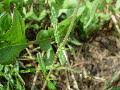 Helianthemum nummularium subsp. obscurum ... - FLORA::uniud