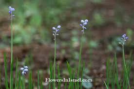 Israel flowers: Autumn Grape Hyacinth