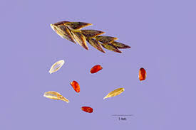 Plants Profile for Eragrostis pilosa (Indian lovegrass)