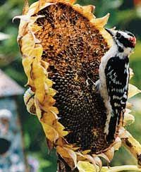 Image result for sunflower gone to seed