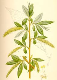 Salix fragilis - Wikipedia