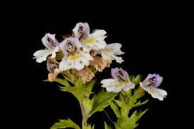 Euphrasia L. | Plants of the World Online | Kew Science