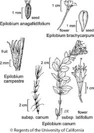 Epilobium canum subsp. canum
