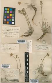 Phyllolepidum cyclocarpum subsp. pindicum (Hartvig) L.Cecchi ...