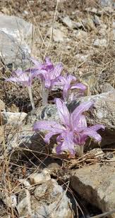 Colchicum variegatum L. (World flora) - Pl@ntNet identify