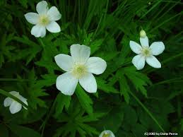 Anemone canadensis - Michigan Flora