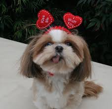 Image result for valentine's day dogs