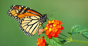 Image result for picture of a butterfly