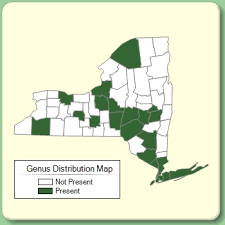 Papaver - Genus Page - NYFA: New York Flora Atlas