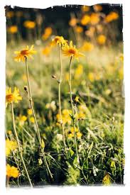 Arnica montana | Arnicare for Pain Relief and Bruising