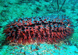 Image result for sea cucumber