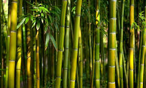 Resultado de imagen de bambu y agua