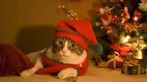 Image result for christmas cat stretching