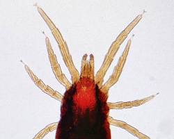 Image of Arthropoda (insects, mites, and ticks) livestock parasite