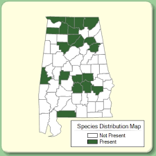 Valerianella locusta - Species Page - APA: Alabama Plant Atlas