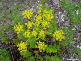 Pastinaca sativa - Michigan Flora