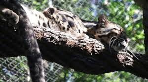 Zoo finds missing clouded leopard on zoo grounds